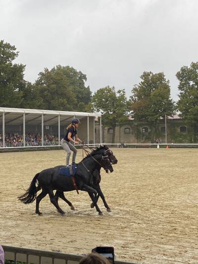 Besuch der Hengstparade - 13.09.2023 - 