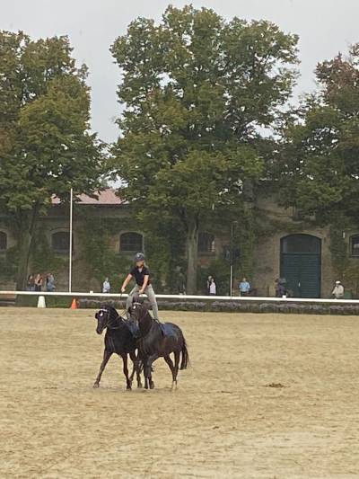 Besuch der Hengstparade - 13.09.2023 - 